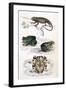 Various Reptiles, Lizars-null-Framed Art Print