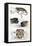 Various Reptiles, Lizars-null-Framed Stretched Canvas