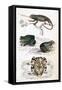 Various Reptiles, Lizars-null-Framed Stretched Canvas