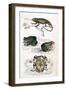 Various Reptiles, Lizars-null-Framed Art Print