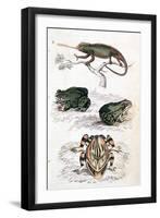 Various Reptiles, Lizars-null-Framed Art Print