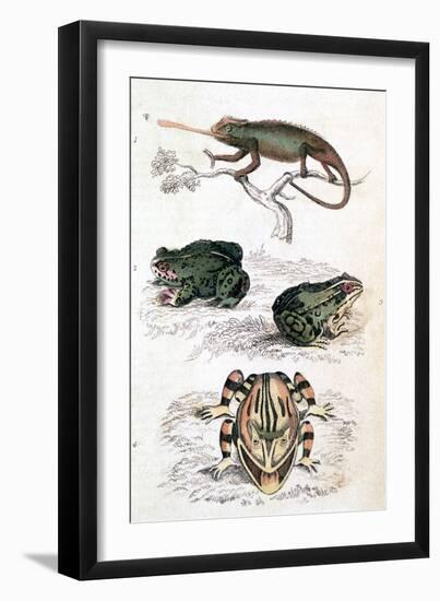 Various Reptiles, Lizars-null-Framed Art Print