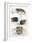 Various Reptiles, Lizars-null-Framed Art Print