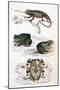 Various Reptiles, Lizars-null-Mounted Art Print