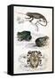 Various Reptiles, Lizars-null-Framed Stretched Canvas