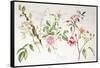 Various Roses, 1999-Alison Cooper-Framed Stretched Canvas