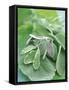 Various Sage Leaves-null-Framed Stretched Canvas