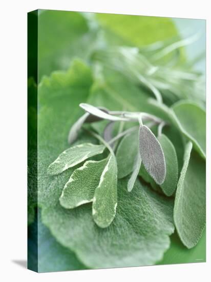 Various Sage Leaves-null-Stretched Canvas