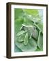 Various Sage Leaves-null-Framed Photographic Print