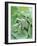 Various Sage Leaves-null-Framed Photographic Print