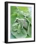 Various Sage Leaves-null-Framed Photographic Print