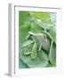 Various Sage Leaves-null-Framed Photographic Print