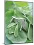 Various Sage Leaves-null-Mounted Photographic Print