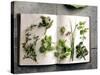 Various Salad Herbs on an Open Book-Walter Cimbal-Stretched Canvas