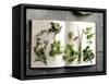 Various Salad Herbs on an Open Book-Walter Cimbal-Framed Stretched Canvas