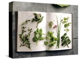 Various Salad Herbs on an Open Book-Walter Cimbal-Stretched Canvas