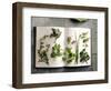 Various Salad Herbs on an Open Book-Walter Cimbal-Framed Photographic Print