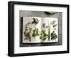 Various Salad Herbs on an Open Book-Walter Cimbal-Framed Photographic Print