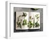 Various Salad Herbs on an Open Book-Walter Cimbal-Framed Photographic Print