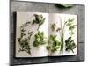 Various Salad Herbs on an Open Book-Walter Cimbal-Mounted Photographic Print