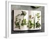 Various Salad Herbs on an Open Book-Walter Cimbal-Framed Photographic Print