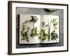 Various Salad Herbs on an Open Book-Walter Cimbal-Framed Photographic Print