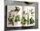 Various Salad Herbs on an Open Book-Walter Cimbal-Mounted Photographic Print