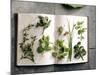 Various Salad Herbs on an Open Book-Walter Cimbal-Mounted Photographic Print