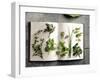 Various Salad Herbs on an Open Book-Walter Cimbal-Framed Photographic Print