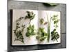 Various Salad Herbs on an Open Book-Walter Cimbal-Mounted Photographic Print