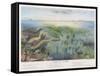 Various Seaweed and Other Submarine Flora-P. Lackerbauer-Framed Stretched Canvas