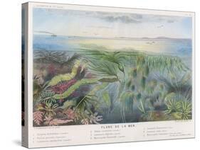 Various Seaweed and Other Submarine Flora-P. Lackerbauer-Stretched Canvas