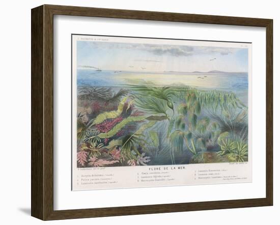 Various Seaweed and Other Submarine Flora-P. Lackerbauer-Framed Art Print
