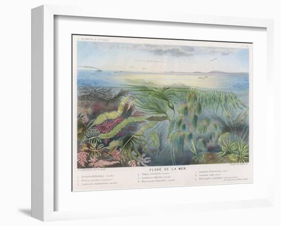 Various Seaweed and Other Submarine Flora-P. Lackerbauer-Framed Art Print