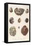 Various Shells 1835-null-Framed Stretched Canvas