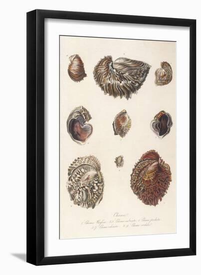 Various Shells 1835-null-Framed Art Print