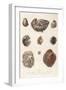 Various Shells 1835-null-Framed Art Print