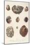 Various Shells 1835-null-Mounted Art Print