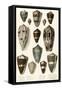 Various Shells (Cones)-null-Framed Stretched Canvas