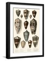 Various Shells (Cones)-null-Framed Art Print