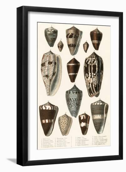 Various Shells (Cones)-null-Framed Art Print