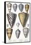 Various Shells (Cones)-null-Framed Stretched Canvas