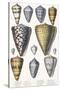 Various Shells (Cones)-null-Stretched Canvas