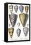 Various Shells (Cones)-null-Framed Stretched Canvas