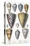 Various Shells (Cones)-null-Stretched Canvas