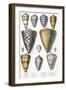 Various Shells (Cones)-null-Framed Art Print