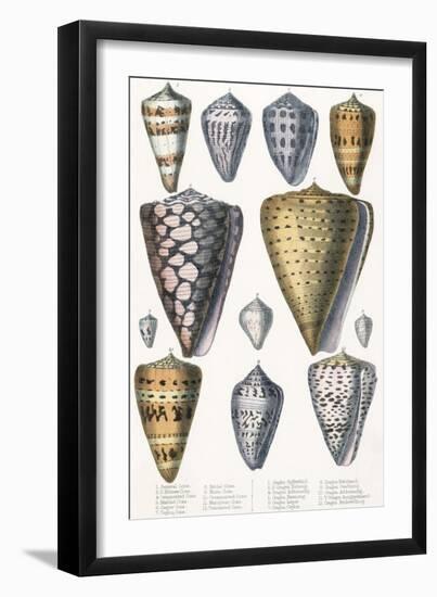 Various Shells (Cones)-null-Framed Art Print