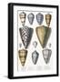 Various Shells (Cones)-null-Framed Art Print