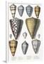 Various Shells (Cones)-null-Framed Art Print