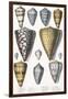 Various Shells (Cones)-null-Framed Art Print